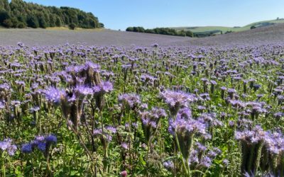 Building Biodiversity at Lindores