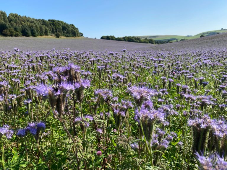 Building Biodiversity at Lindores