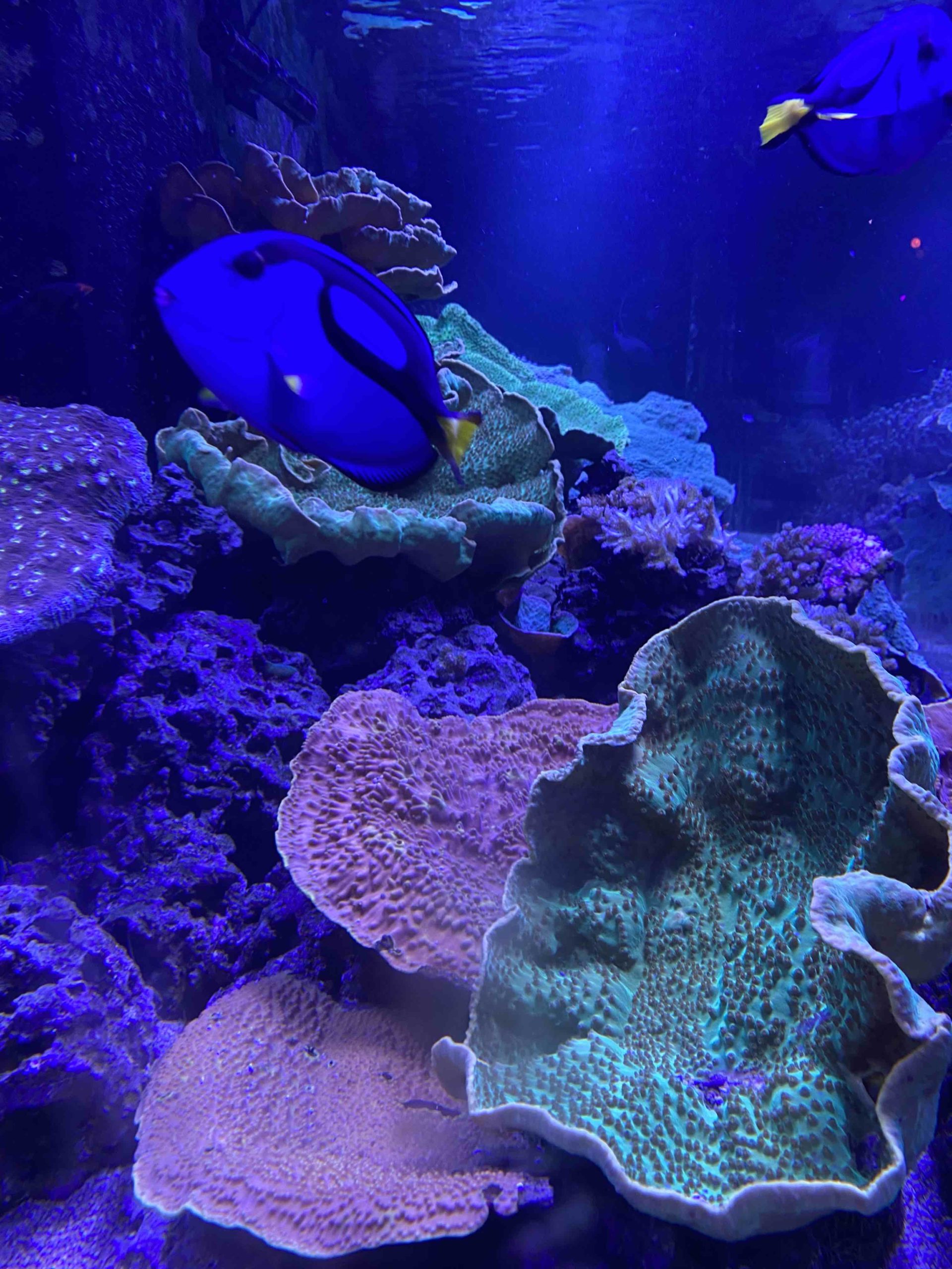 Aquarium